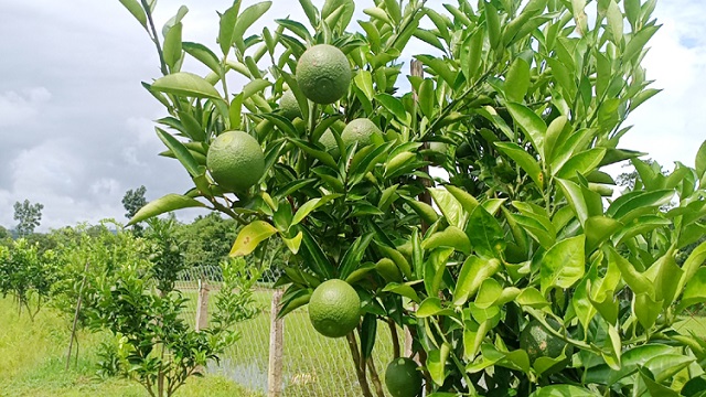 পঞ্চগড়ে দেশের সর্ববৃহৎ মাল্টা বাগান
