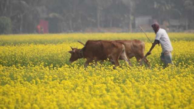 হলুদ চাদরে সেজেছে বগুড়ার সরিষা মাঠ
