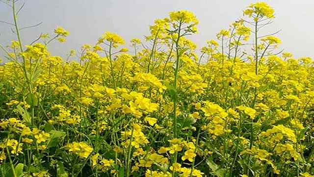 চট্টগ্রামে লক্ষ্যমাত্রার দ্বিগুণ সরিষা চাষ