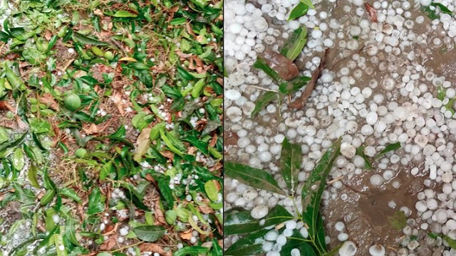 নাটোরে শিলাবৃষ্টিতে ফসলের ব্যাপক ক্ষতি