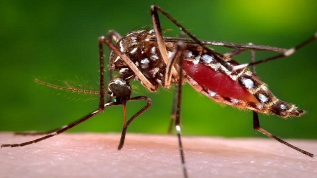 একদিনে ডেঙ্গুতে আক্রান্ত ১ জন রোগী হাসপাতালে
