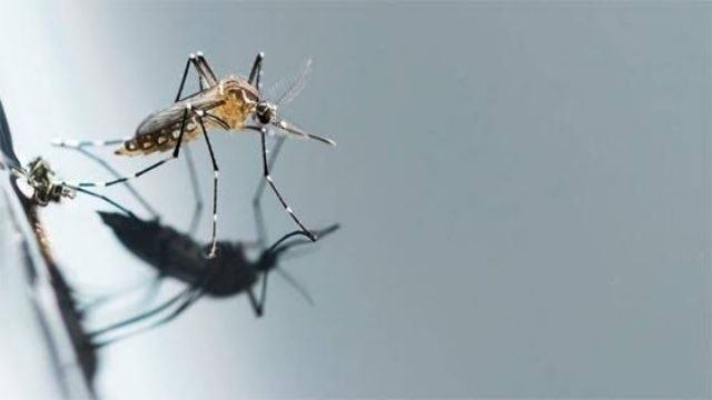 ডেঙ্গুর অধিক ঝুঁকিতে রাজধানীর ২৭টি ওয়ার্ড