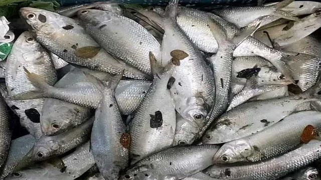 বরগুনায় দিঘিতে মিলল ৯৫ ইলিশ