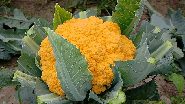 হলুদ ফুলকপিতে কৃষকের মুখে রঙিন হাসি