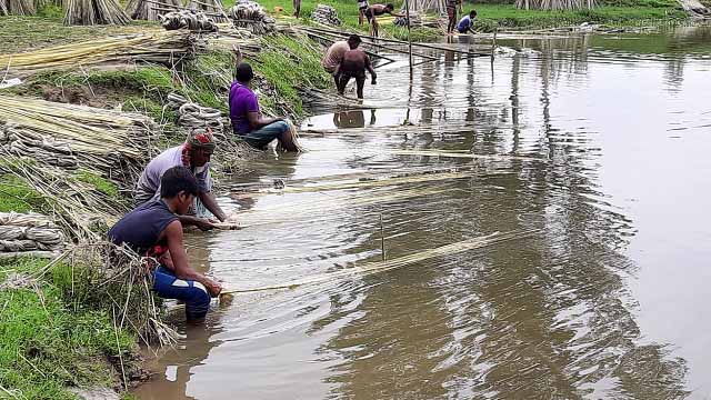 ঘোড়াঘাটে পঁচানো পাটের আঁশ ছাড়াতে ব্যস্ত শ্রমিকরা 