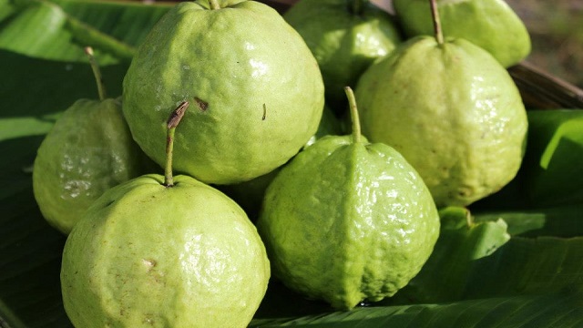 রাজশাহীর বাঘার চরের পেয়ারা যাচ্ছে ইতালিতে