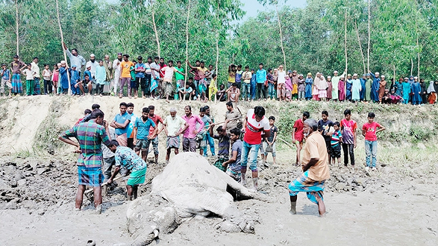 ঝিনাইগাতীতে বৈদ্যুতিক শকে বন্যহাতির মৃত্যু