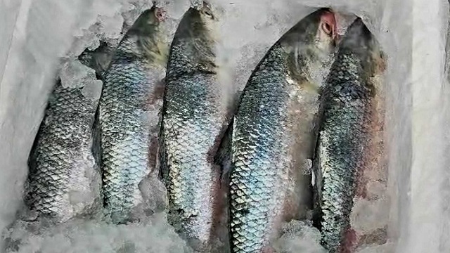 আখাউড়া স্থলবন্দর দিয়ে ত্রিপুরায় গেল ৩ হাজার ২২৫ কেজি ইলিশ