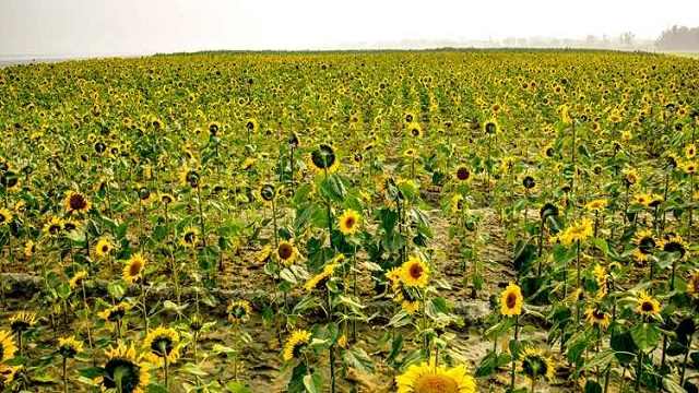 যমুনার বুকে সূর্যের হাসি