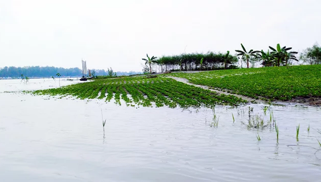 যমুনা নদীর পানি বাড়ছে, তলিয়ে যাচ্ছে ফসল
