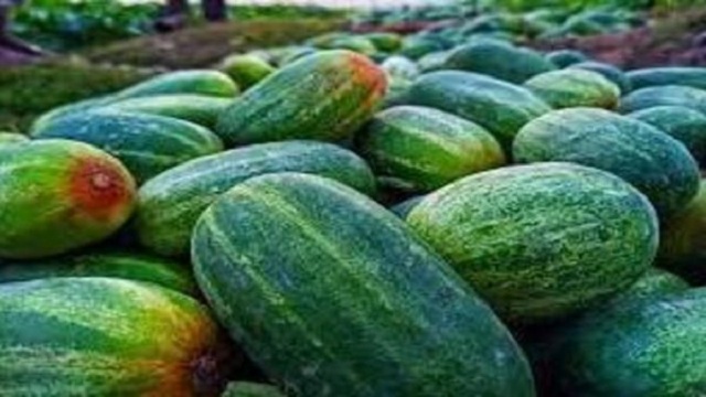 সিরাজগঞ্জে খিরা চাষে কৃষকের মুখে হাসি ফুটেছে