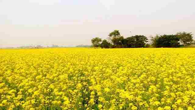 হলুদে ছেয়ে গেছে মাঠের পর মাঠ