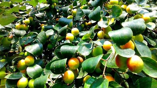 বরই বা কুল চাষের সহজ নিয়ম