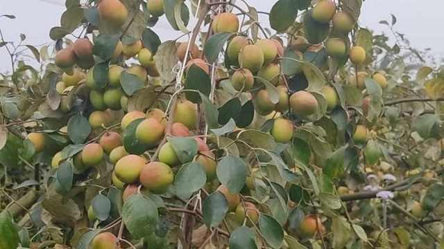 গোমতি নদীর তীরে কাশ্মিরী আপেল কুল চাষ