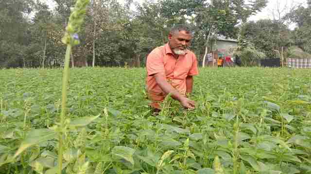 সুপারফুড চিয়া চাষে আলোড়ন সৃষ্টি করেছেন লালমনিরহাটের কৃষক জাহিদুল