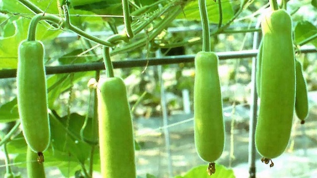 শীতে লাউ খাওয়ার যত উপকারিতা