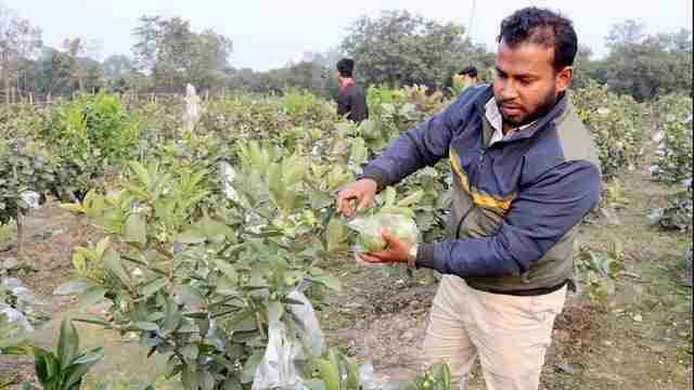 পেয়ারা বাগান বদলে দিলো ঠাকুরগাঁওয়ের পারভেজের ভাগ্যের চাকা