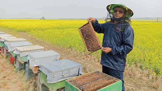 মধু বিক্রি করে লাখপতি রাজশাহীর স্বাধীন