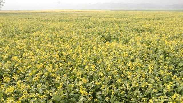 সরিষার বাম্পার ফলনের সম্ভাবনা ভোলায়