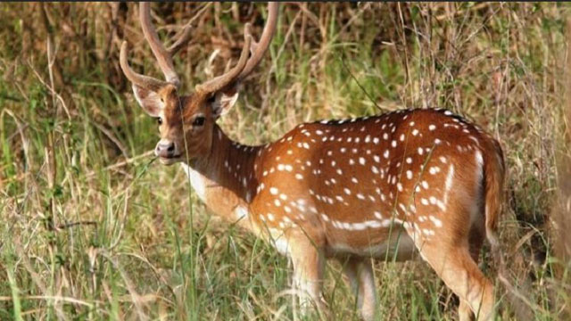 সাতক্ষীরার অভয়ারণ্য কেন্দ্র প্রধান বরখাস্ত