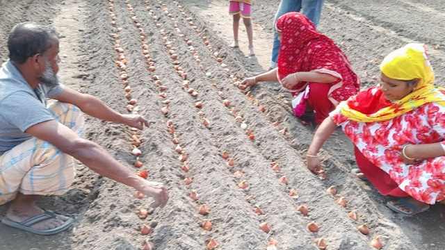 তেঁতুলিয়ায় সৌন্দর্য ছড়াবে নেদারল্যান্ডের ১০ জাতের টিউলিপ