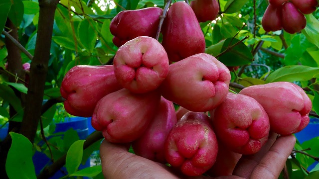 ছাদে সহজে জামরুল চাষের পদ্ধতি