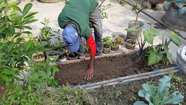 ছাদকৃষিতে মাটি ভালো রাখার উপায়
