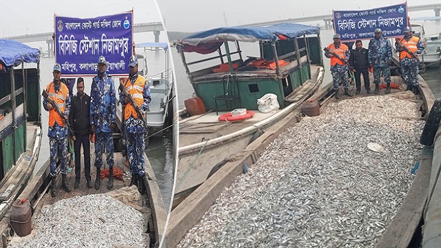 মহিপুরে কোস্ট গার্ডের অভিযানে ৫০ মণ ইলিশের ঝাটকা জব্দ