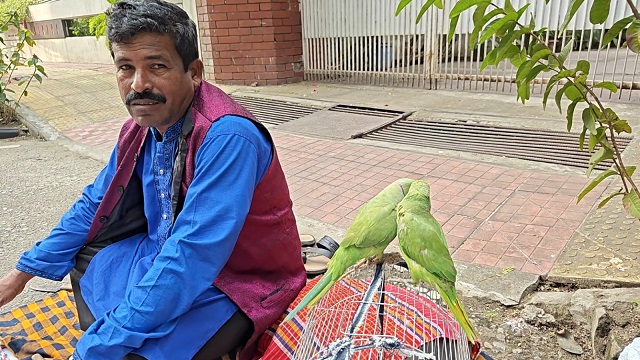 মানুষের ভাগ্য বলে দিচ্ছে টিয়া পাখি