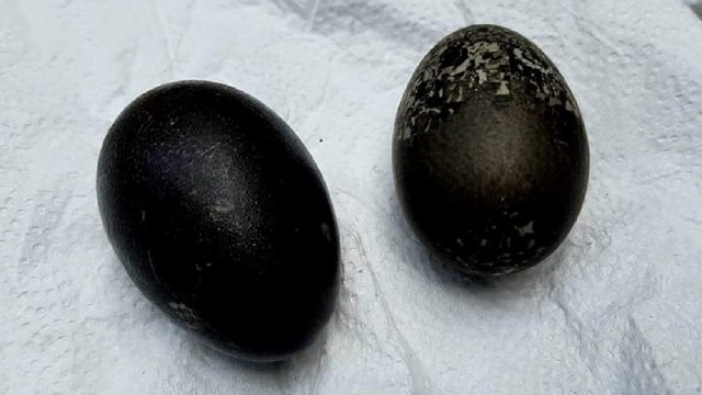 এবার কুড়িগ্রামে মিলল পাতিহাঁসের কালো ডিম