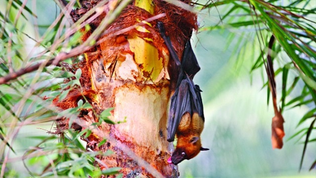 দেশের ২৮ জেলায় মিলেছে নিপাহ ভাইরাস