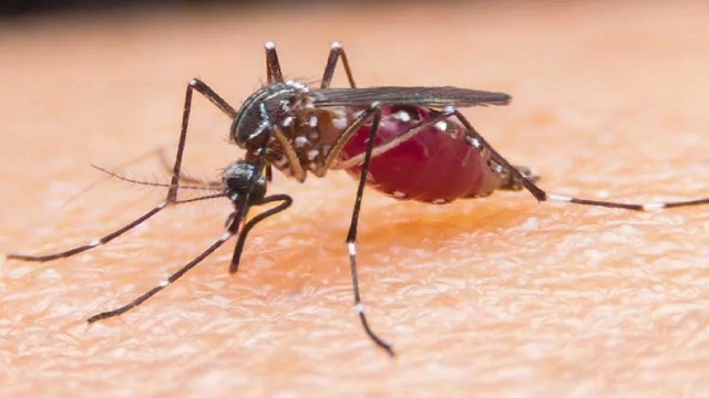 যে কারণে কিছু মানুষকে মশা বেশি কামড়ায়