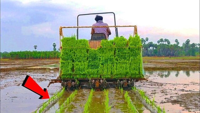 কৃষকদের মধ্যে আগ্রহ বাড়ছে মেশিনে ধান লাগানো