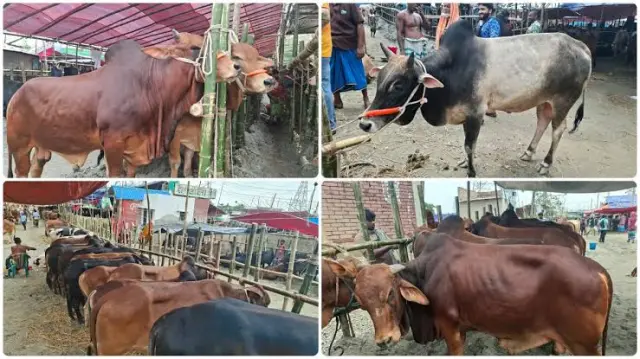 ডিএনসিসির ১১টি হাটেই বিএনপির আধিপত্য; চাঁদাবাজি না হলেও সংঘাতের আশঙ্কা