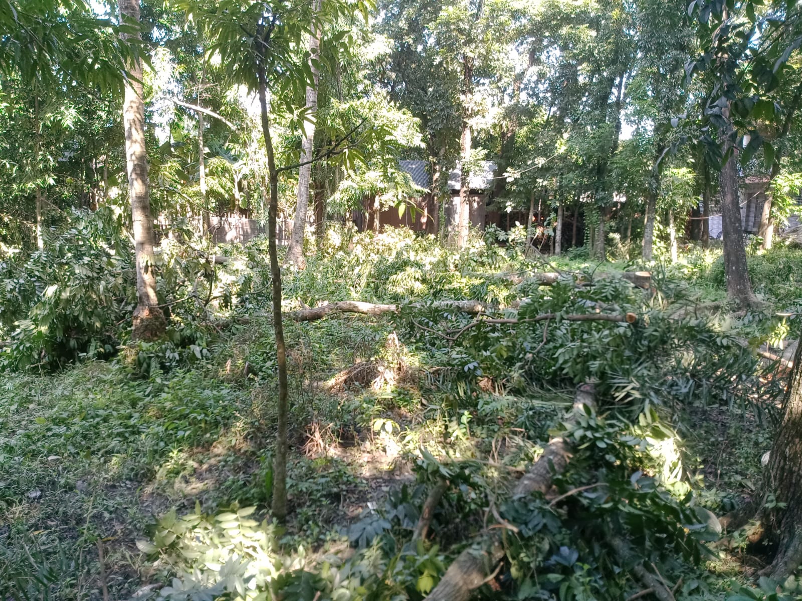 রাজবাড়ীতে মামলাধীন জমি দখল করে গাছ কেটে ফেলার অভিযোগ