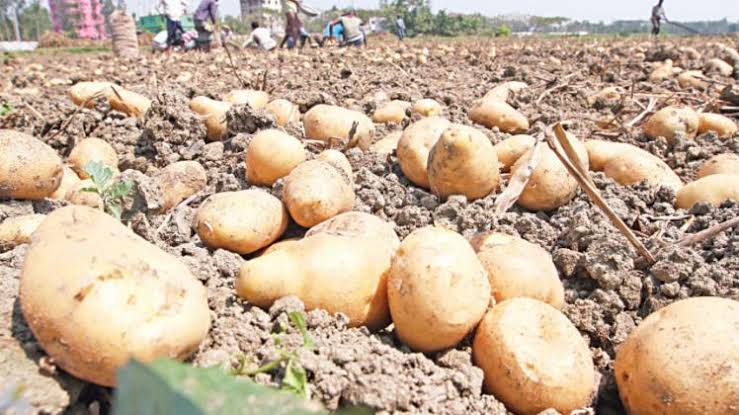 Stored potato hits all-time high of Tk 80 per kg