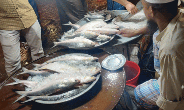 Govt to sell hilsa at Tk600/kg from today