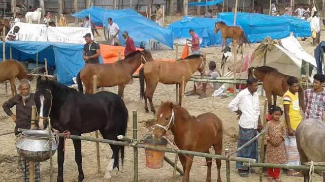 Month-long horse fair begins in Joypurhat