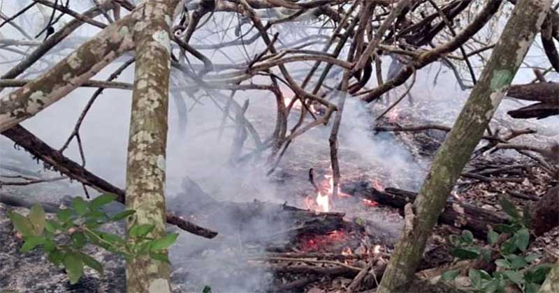 সুন্দরবনের আগুন নিয়ন্ত্রণে