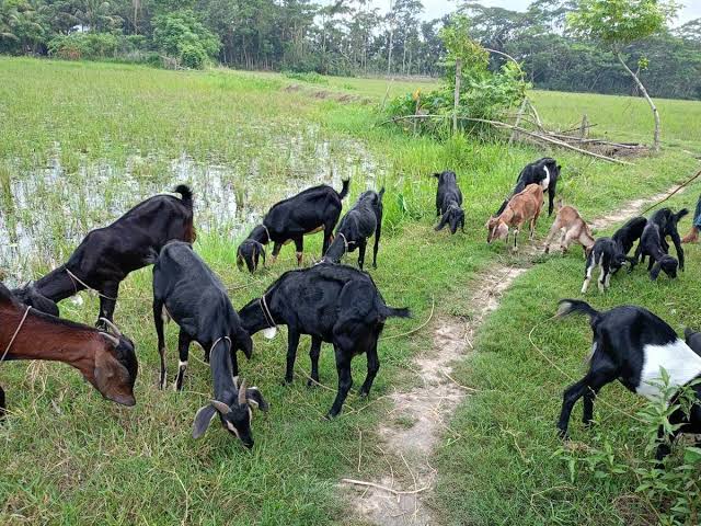 পাঁঠার অভাবে দীর্ঘমেয়াদি সংকটে ছাগল উৎপাদন