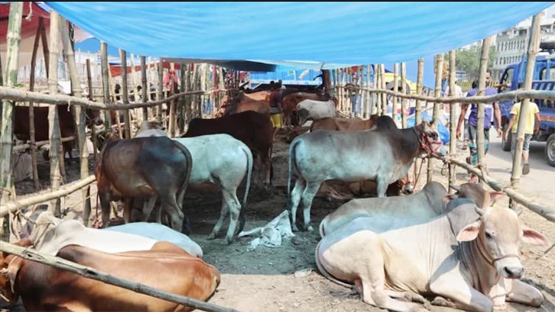 No cattle market at Meradia for Eid: HC