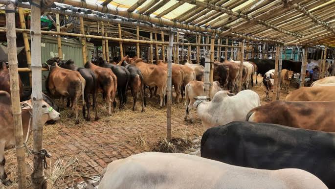 Soaring animal prices likely to cast a shadow over Qurbani
