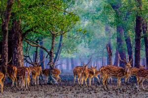Govt bans new industrial establishments within 10km of Sundarbans