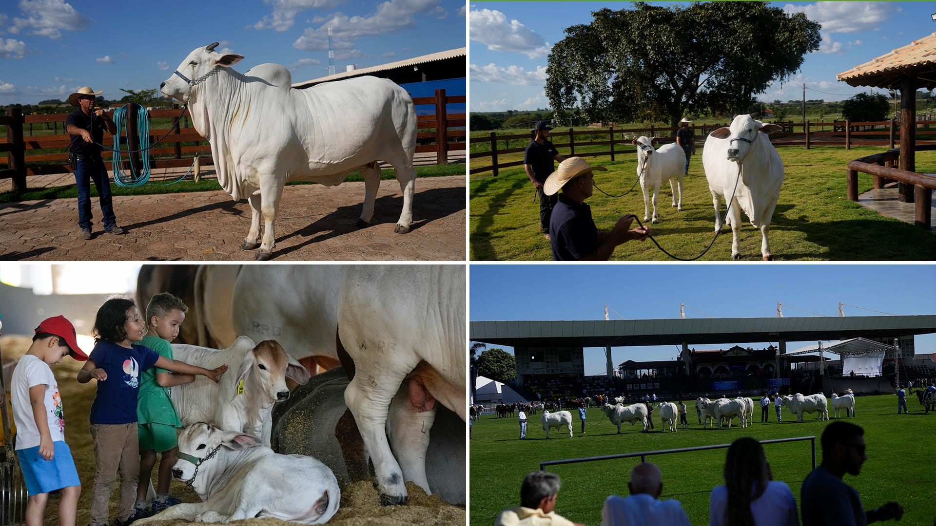 Brazilian supercows are taking over the world