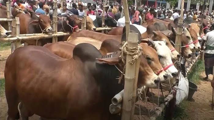DSCC, DNCC yet to decide on eight makeshift cattle markets