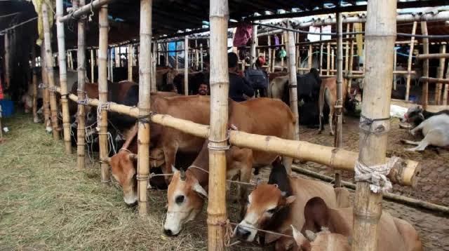 Dhaka's cattle markets take shape as Eid-ul-Azha nears
