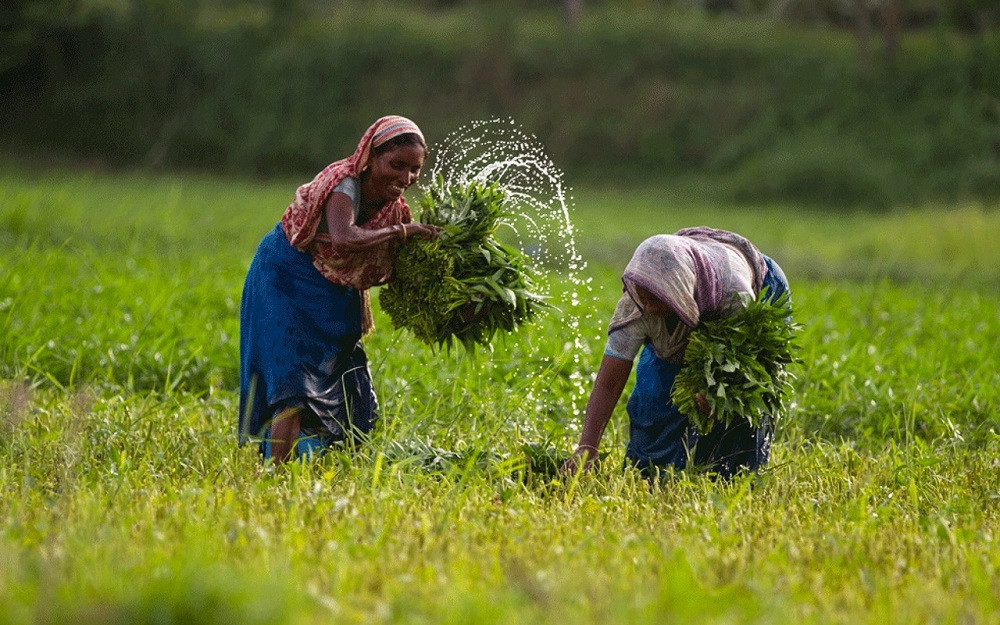 Allocation for agriculture increased by Tk1,361 crore