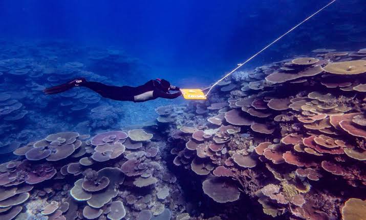 Climate crisis driving divers to restore Great Barrier Reef: Australian Study