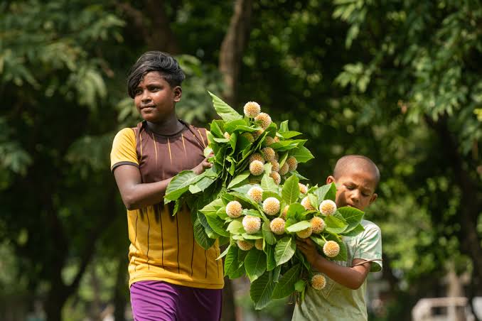 Kadam: The emblematic blossom of the monsoon
