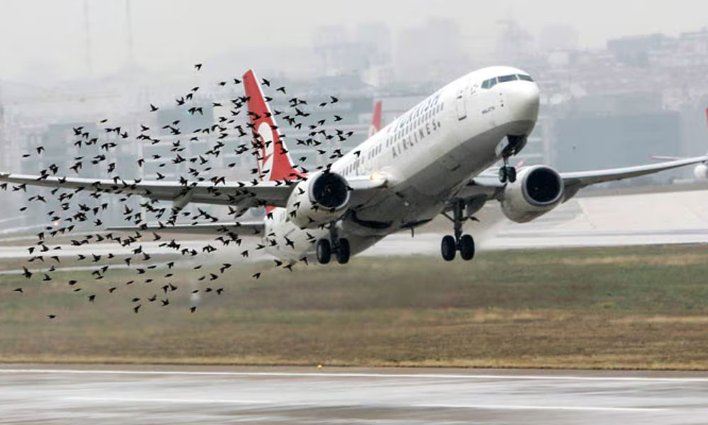 Bird strikes threaten aircraft safety at Shahjalal Airport